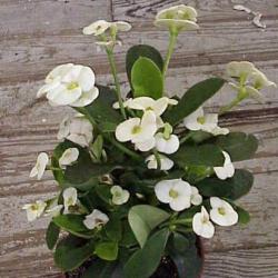 Sadnice - sobne biljke: HRISTOV TRN (EUPHORBIA MILII) -  BILJKA 