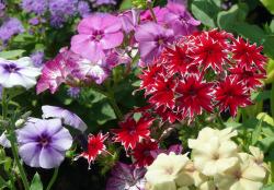 Seme cveća:  NISKI FLOKS (Flox drummondii) seme MIX 