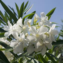 Sadnice - sobne biljke: BELI OLEANDER - SADNICA 