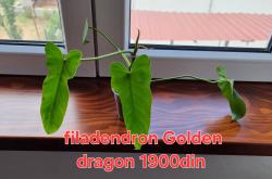 Sadnice - sobne biljke: Filadendron Golden dragon 