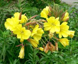 Perene: Oenothera biennis - noćurak sadnica