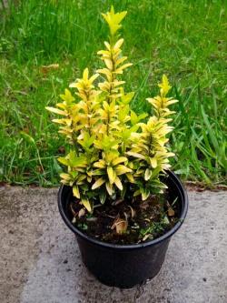 Sadnice - žbunaste vrste: Euonymus japonica Microphyllus aurea