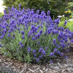 Sadnice - žbunaste vrste: Lavanda angustifolia sadnica 