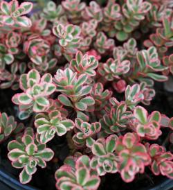 Perene: Sedum tricolor