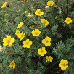 Seme žbunastih vrsta: Potentilla fruticosa 10 semenki