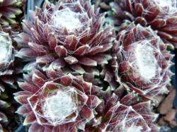 Perene: Sempervivum arachnoideum rubrum