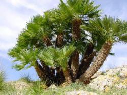 Seme drveća: Chamaerops humilis