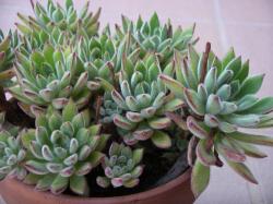 Sadnice - sobne biljke: Echeveria Set Oliver