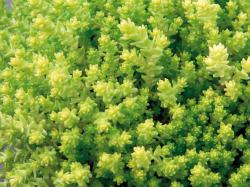 Perene: Sedum acre aureum