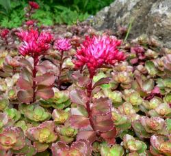 Perene: Sedum spurium