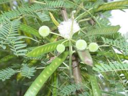 Seme drveća: Acacia leucocephala - Wild Tamarin