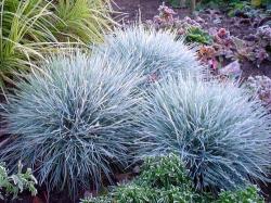 Trave: Festuca glauca elijah blue