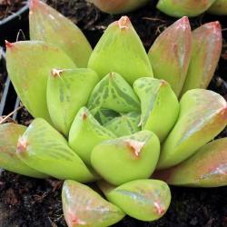 Sadnice - sobne biljke:  Haworthia cuspidata
