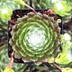 Perene: Sempervivum arachnoideum cebenese