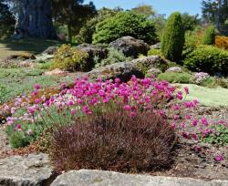 Perene: Armeria maritima rubra