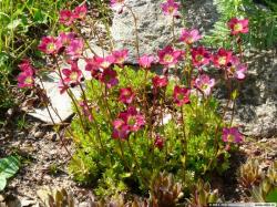 Perene: Saxifraga arendsii Purpurteppich