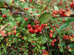 Seme žbunastih vrsta: Cotoneaster franchetii 10 semenki