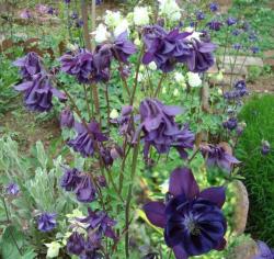 Perene: Kandilica - Aquilegia