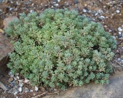 Perene: Sedum hispanicum var. minus