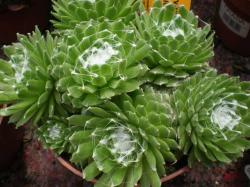 Perene: Sempervivum arachnoideum