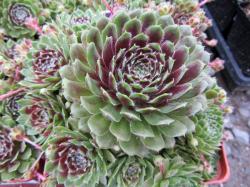 Perene: Sempervivum 'Piloseum' 