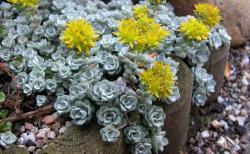 Perene: Sedum spathulifolium Cape blanco