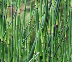 Perene: Equisetum japonicum