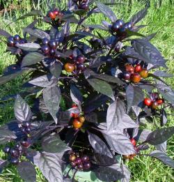 Seme povrća: Black pearl chili 10 semenki