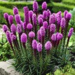 Perene: Liatris spicata - Blazing Star 20 semenki