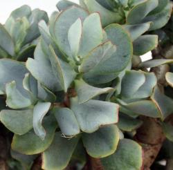 Kaktusi: Crassula blue bird