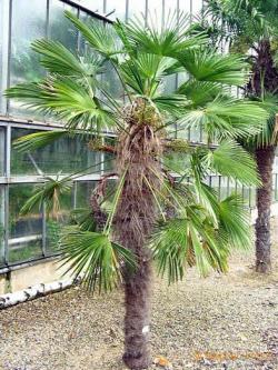 Seme drveća: Trachycarpus fortunei - Chinese windmill palm 10 semenki