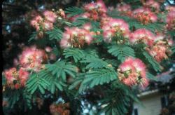 Seme drveća: Albizia julibrissin - Silk Tree