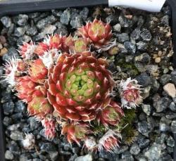 Perene: Orostachys strawberry spring