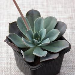 Sadnice - sobne biljke: Echeveria blue prince