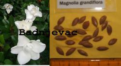 Seme drveća: Magnolia grandiflora seme