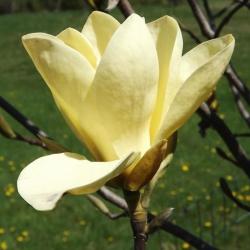 Sadnice - drveće: Magnolia Golden Sun