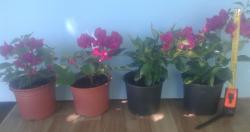 Sadnice - puzavice: Bogumila (lat. Bougainvillea)