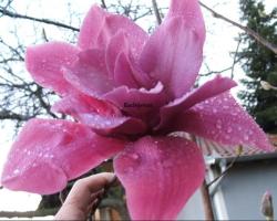 Sadnice - drveće: Magnolia Vulcan