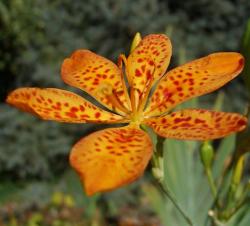 Seme cveća: Belamcanda chinensis