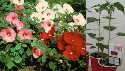 Sadnice - sobne biljke: Hibiscus moscheutos