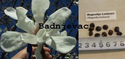Seme drveća: Magnolia loebneri seme