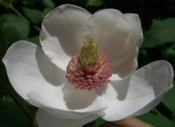 Sadnice - drveće: Magnolia sieboldii Colosus