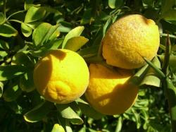 Seme cveća: Poncirus trifoliata