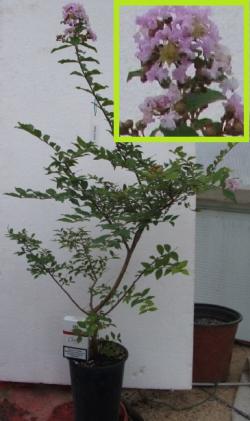 Sadnice - drveće: Lagerstroemia indica boja Lavande