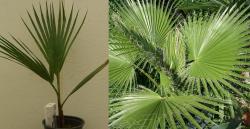 Sadnice - sobne biljke: Washingtonia robusta