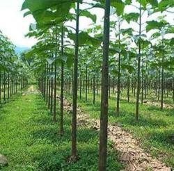 Seme drveća: Paulownia Elongata (50 semenki)