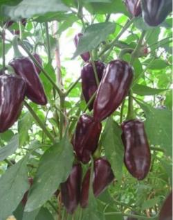 Seme povrća: Chilli Jalapeno Purple (15 semenki)