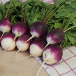 Seme povrća: Rotkva Diana okrugla lilavi - purple (50 semenki)