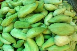 Seme povrća: Inka krastavac (15 semenki) Cyclanthera Pedata