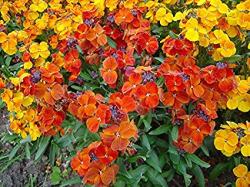 Seme cveća: Letnji Šeboj mix (600 semenki) Cheiranthus Cheiri 